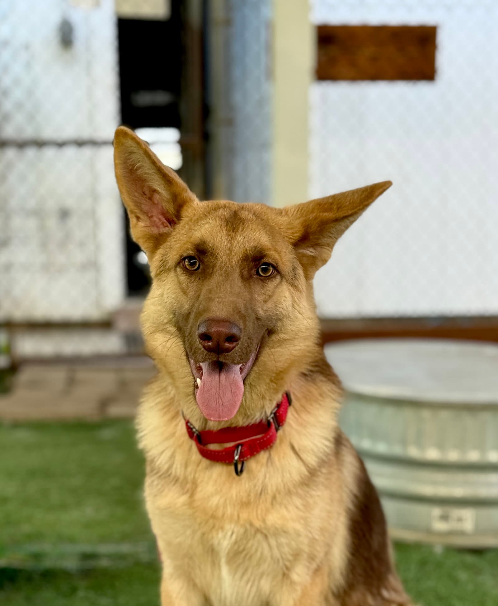 Rolo - German Shepherd Dog