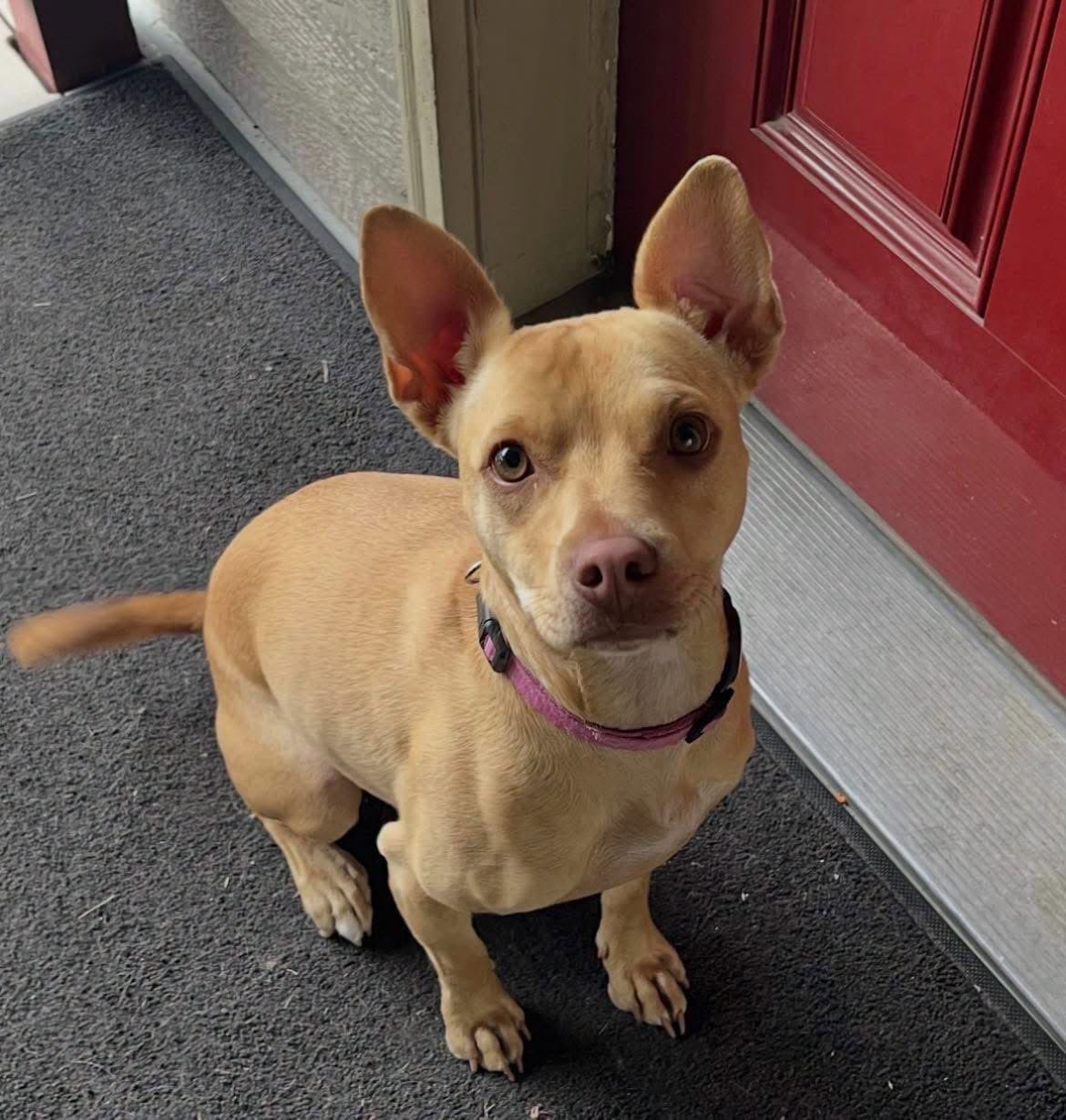 Maggie - American Pit Bull Terrier
