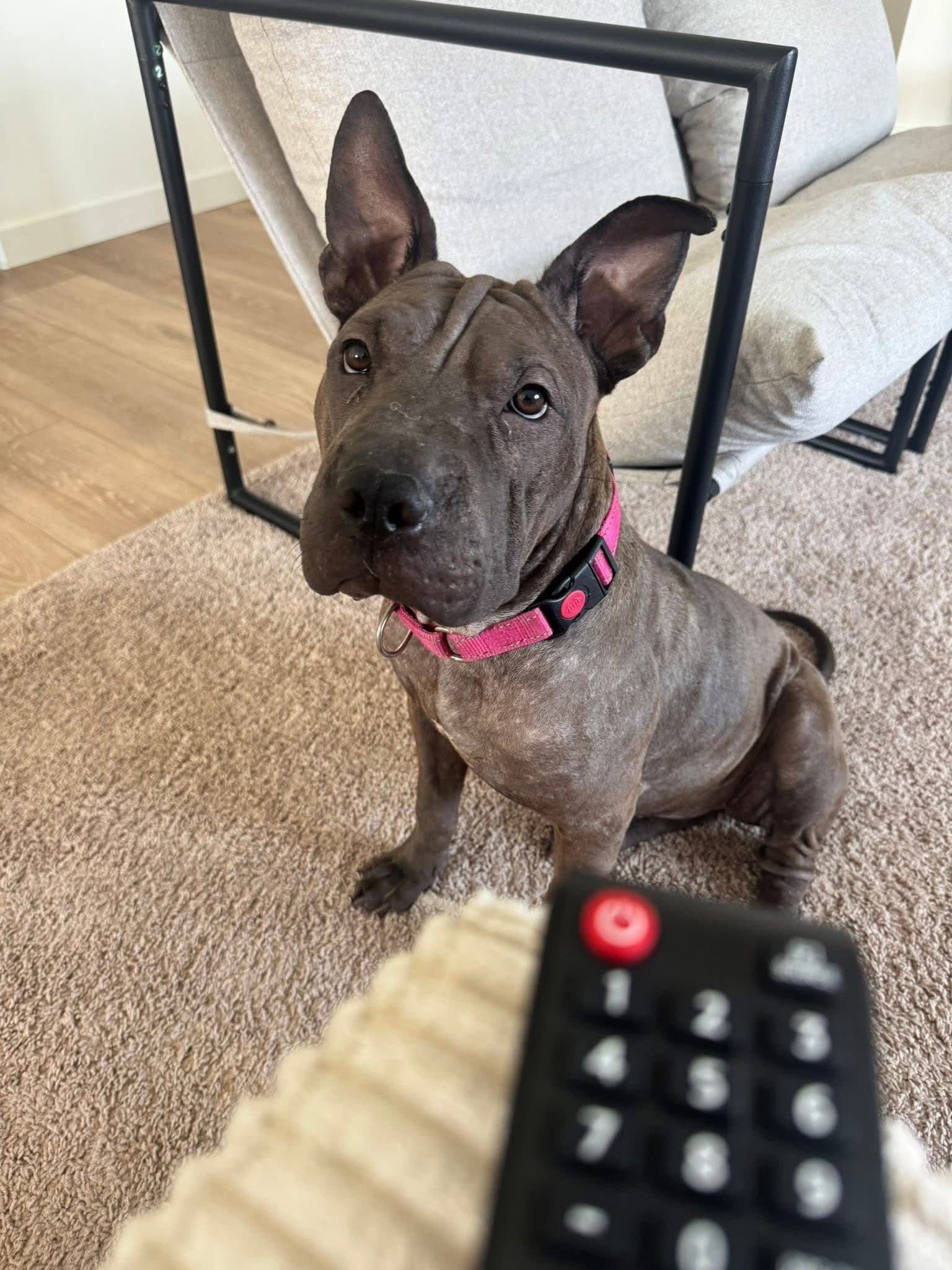 Sharkleberry - Shar Pei