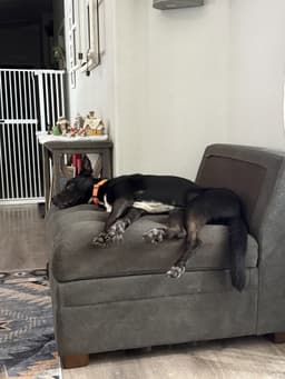 Milo image 4