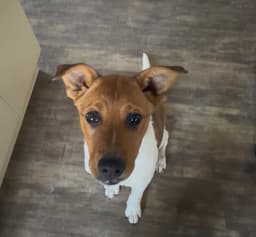 Sami image 3
