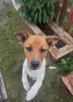 Sami image 2