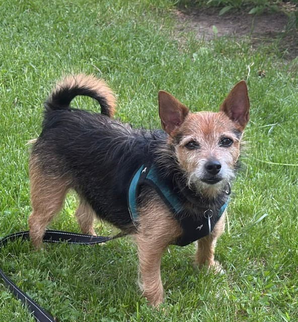 Poncho - Yorkshire Terrier Yorkie