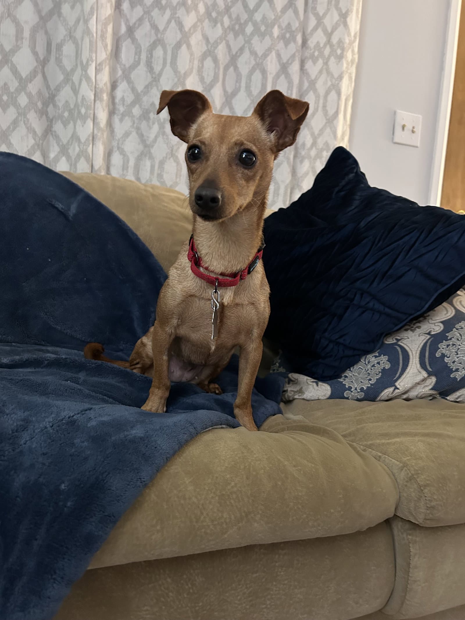 Poppi - Chihuahua