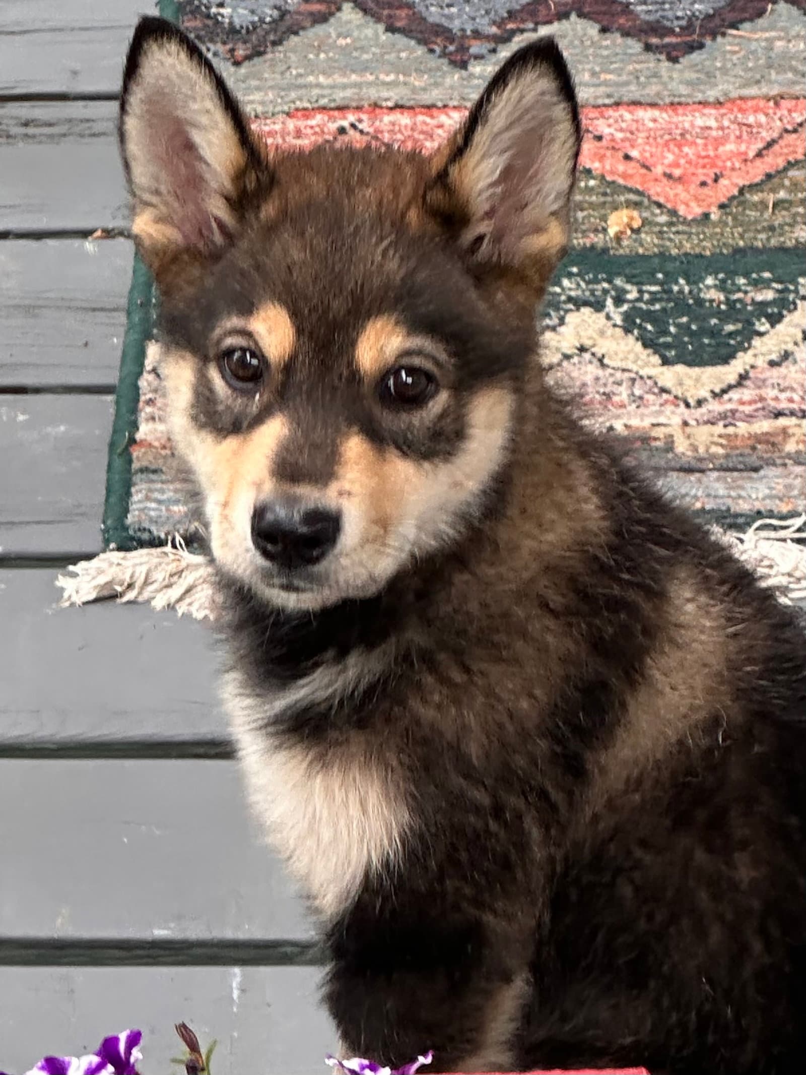 Pippin - Husky