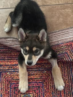 Pippin image 2