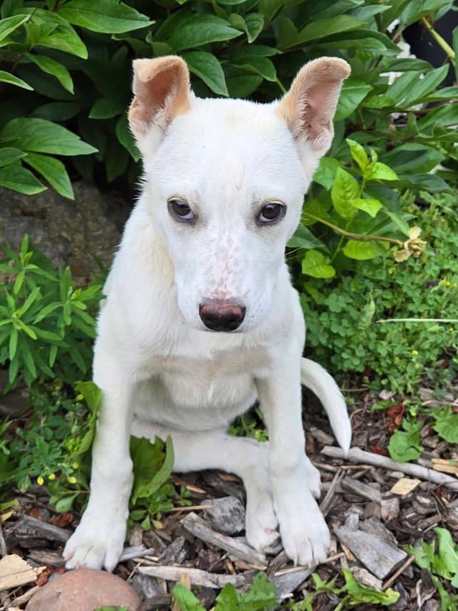 Junie - Australian Cattle Dog/Blue Heeler