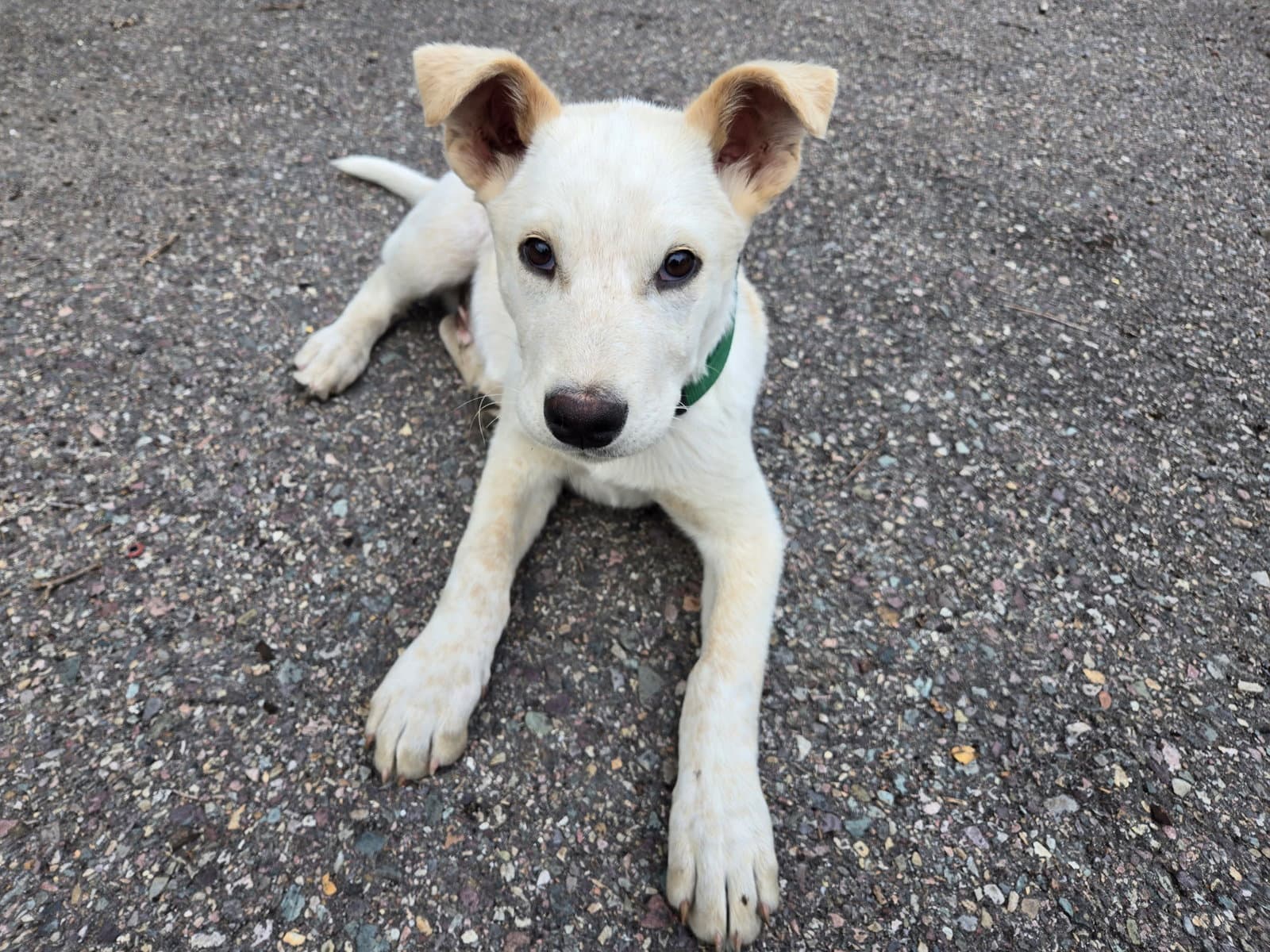 Simon - Australian Cattle Dog/Blue Heeler
