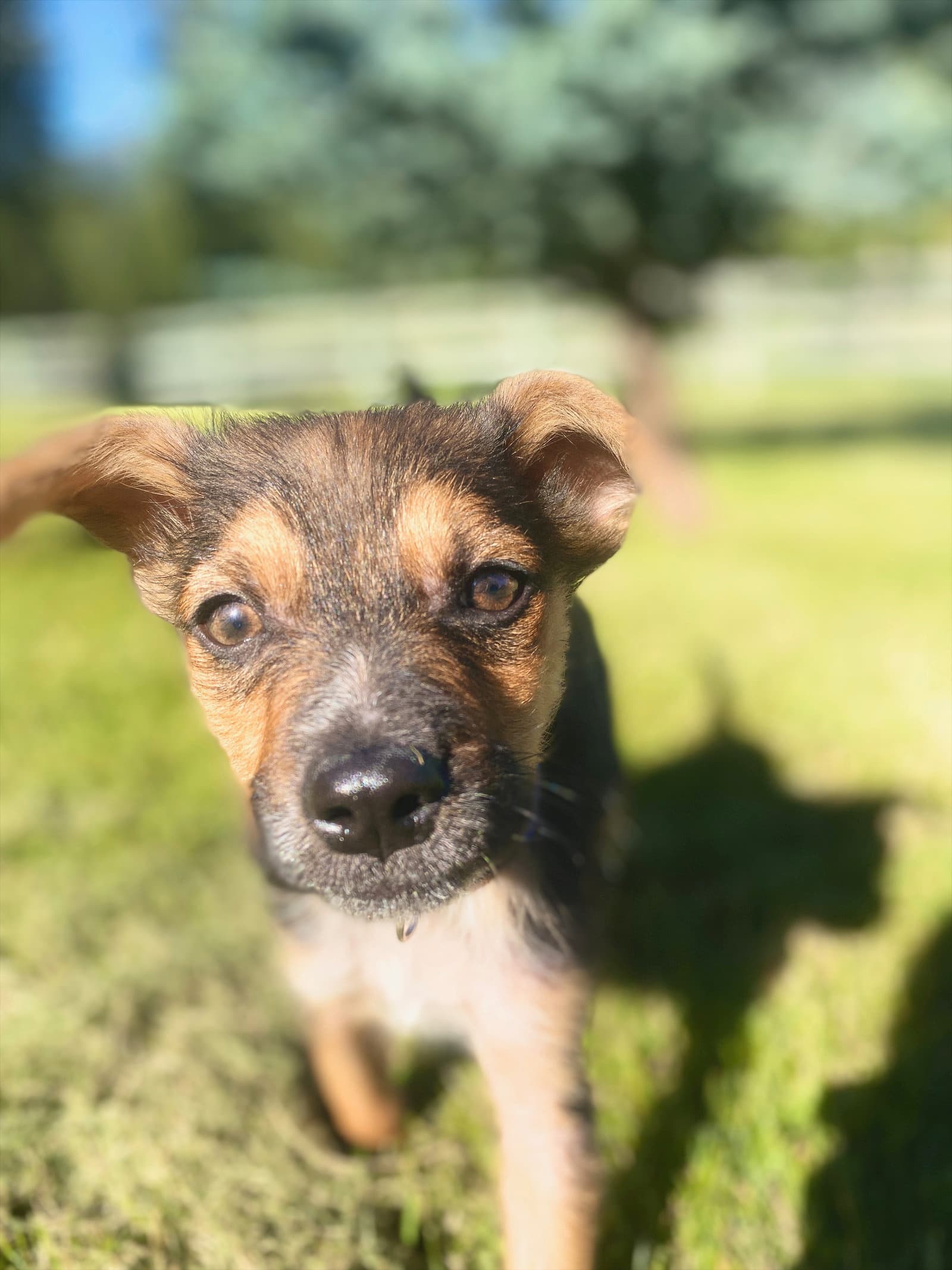 Little Dude - Shepherd
