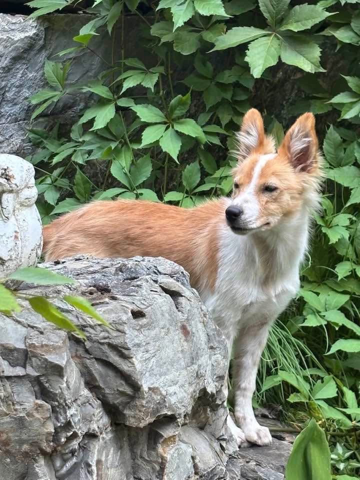 Laika - Border Collie