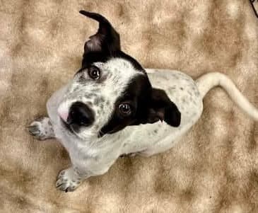 Todd - Australian Cattle Dog/Blue Heeler