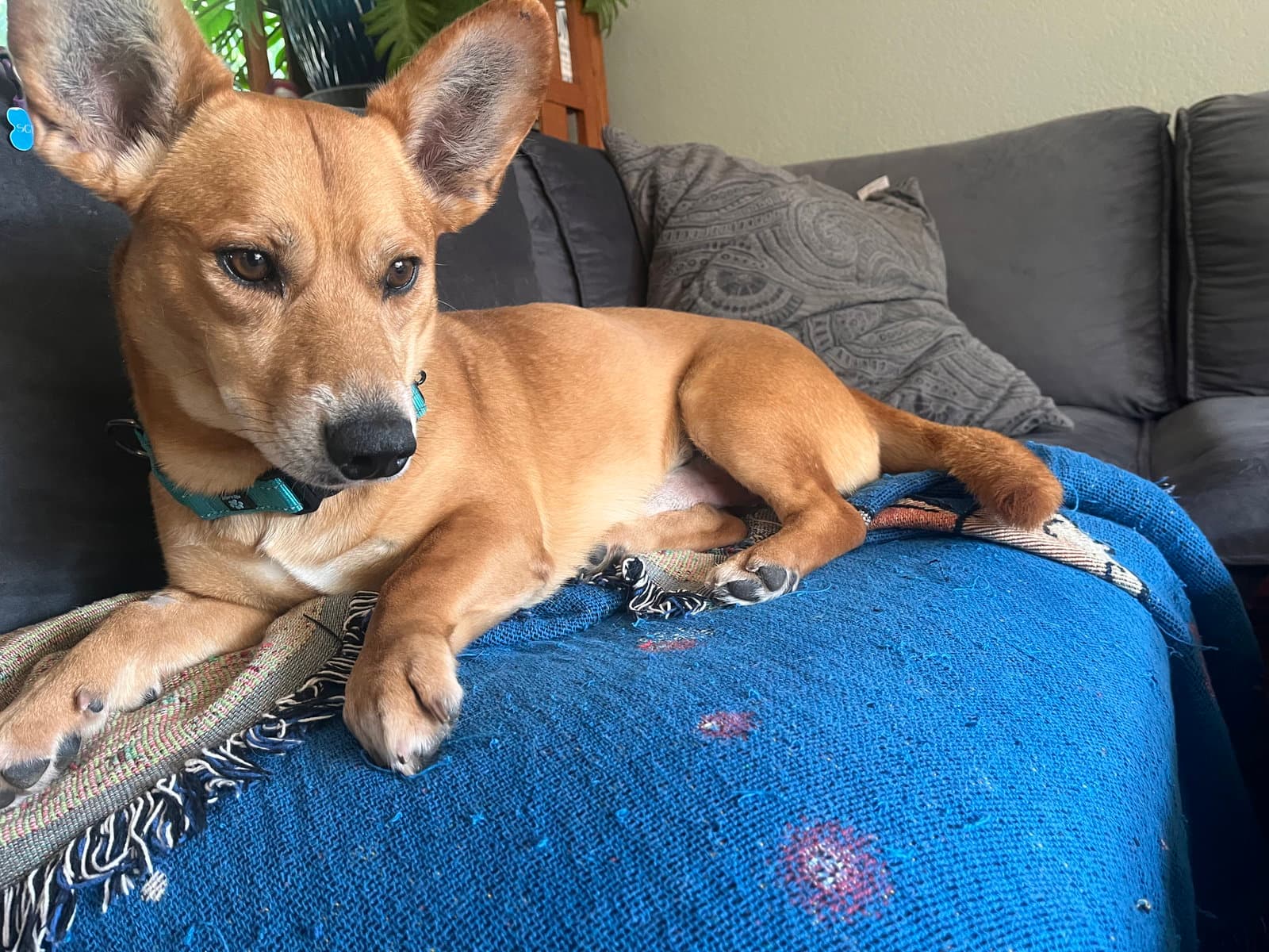 Sweet Sparrow - Corgi