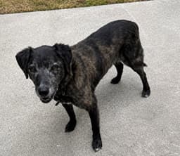 Sam image 1