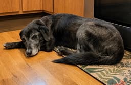Sam image 2