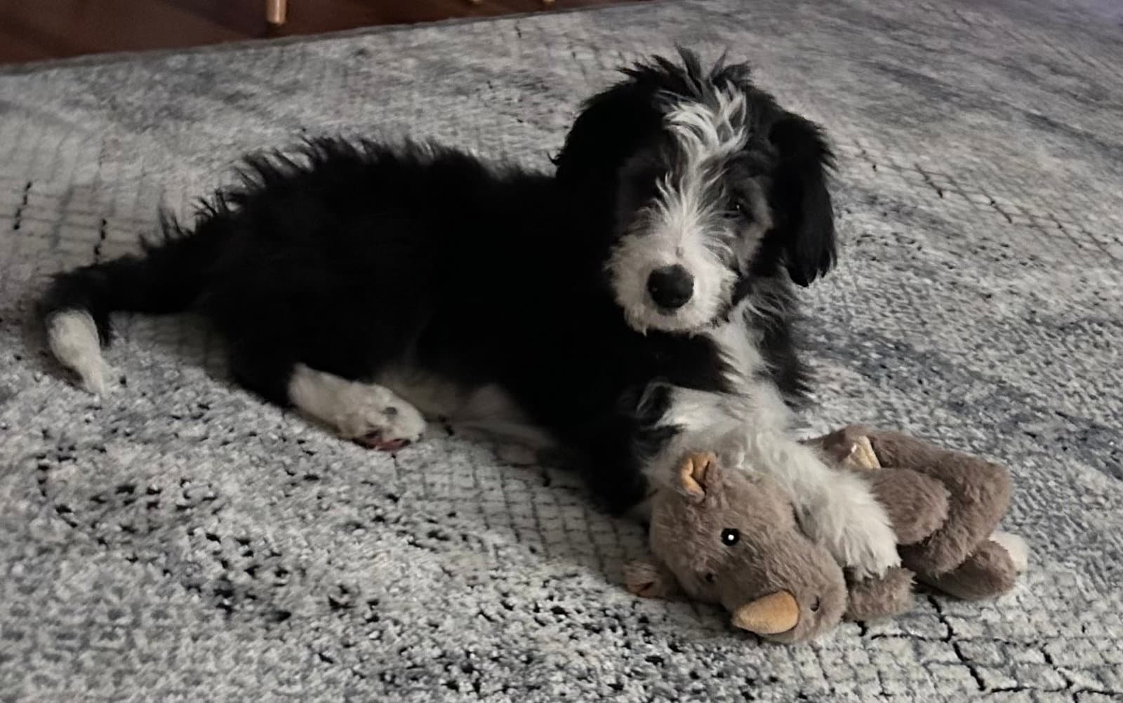 Mary Ann - Border Collie