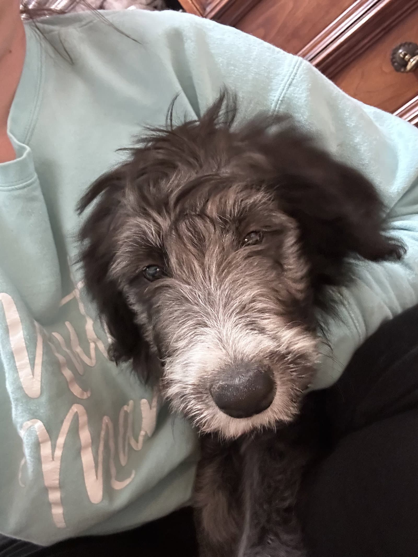 Wanda - Border Collie