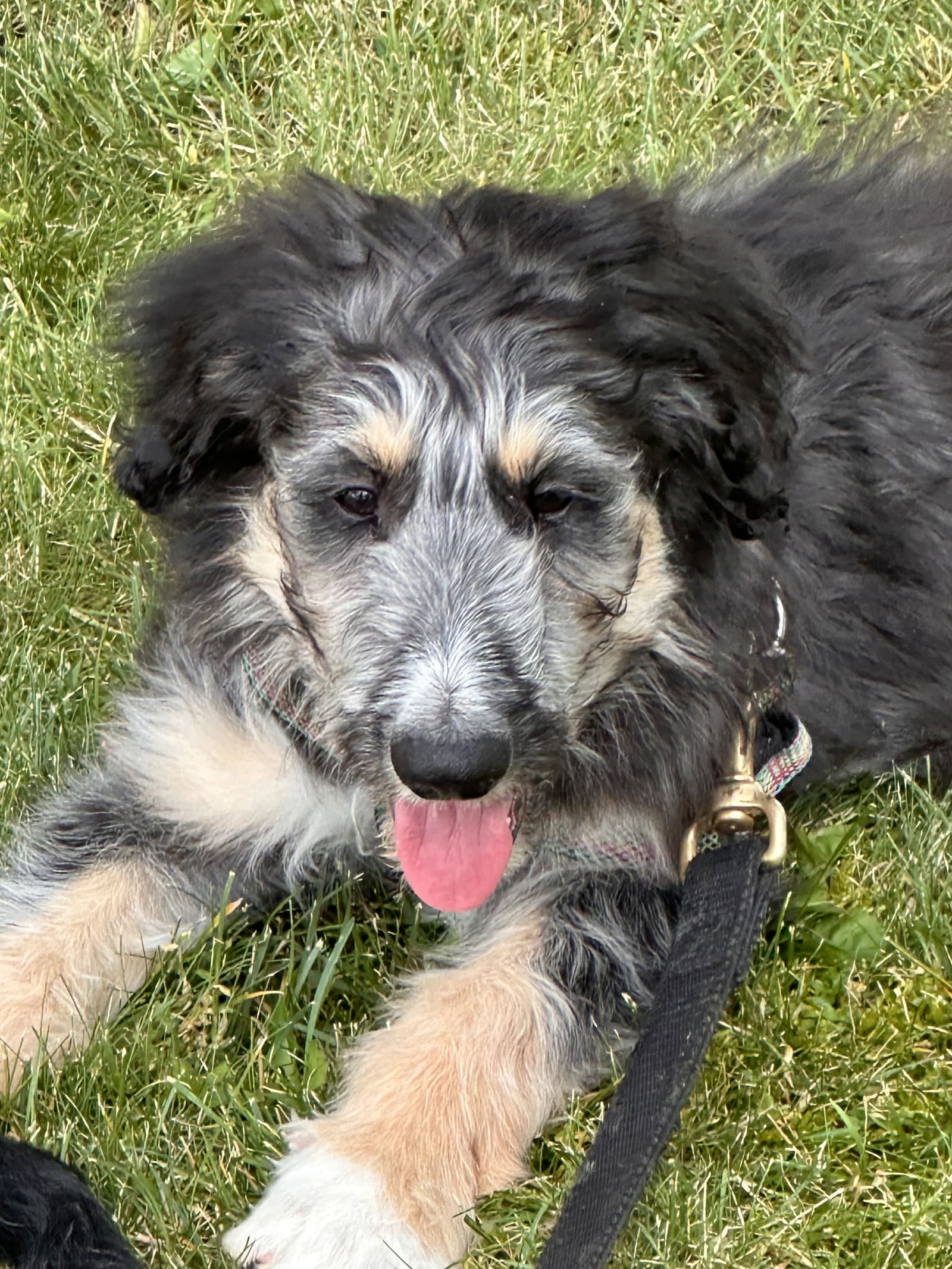 Muppet - Border Collie