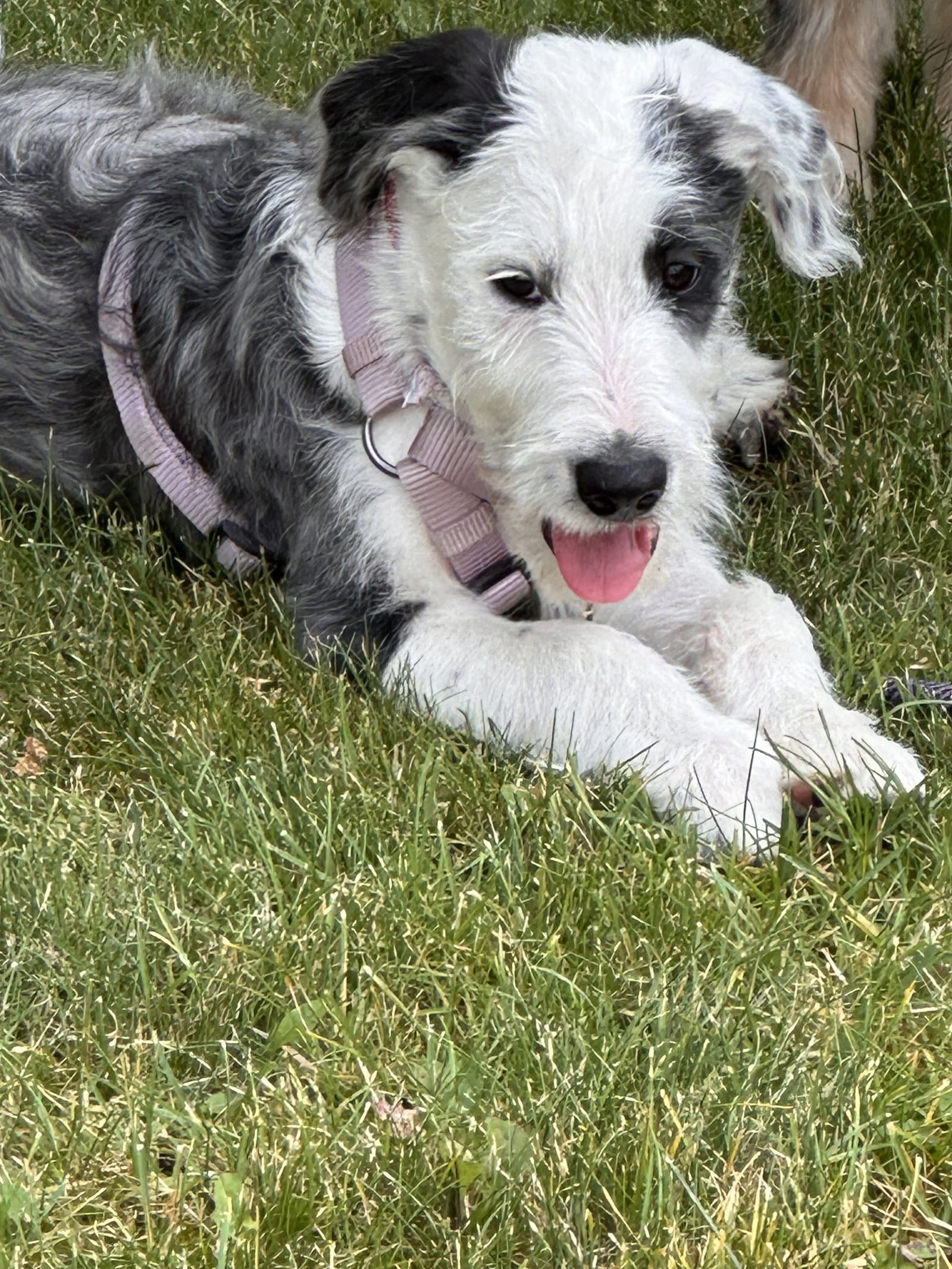 Cowboy - Border Collie