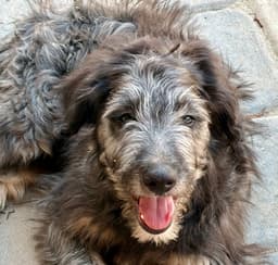 Scruffy image 1