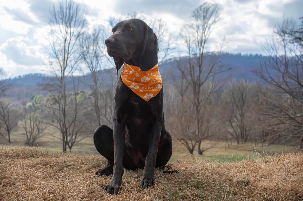 King - Coonhound