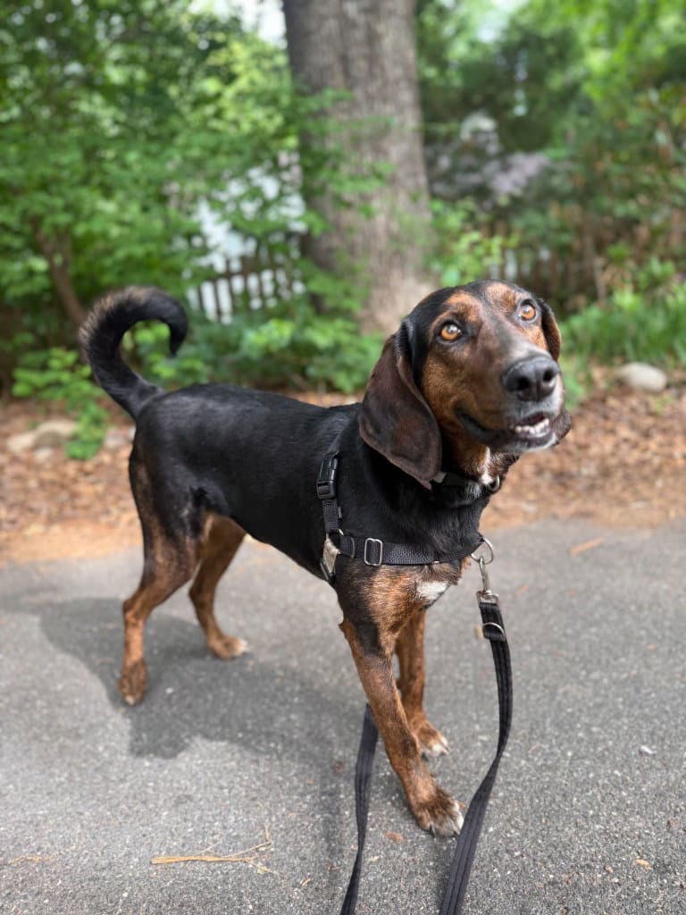 Poppy - Plott Hound