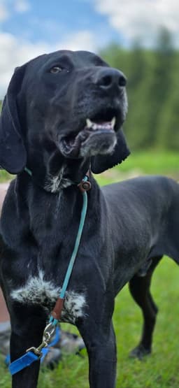 Bandit image 1
