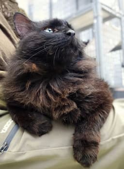 Sheba image 2