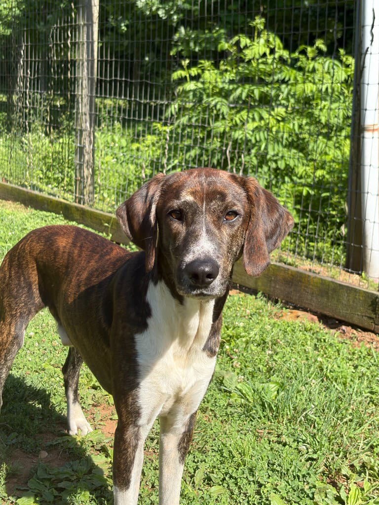 Bleu - Irish Setter