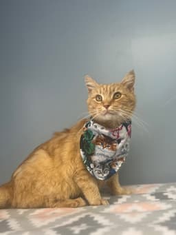 Nacho image 1