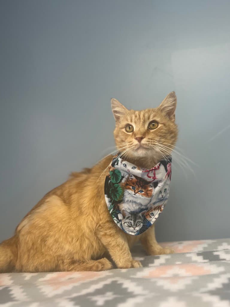 Nacho - Tabby
