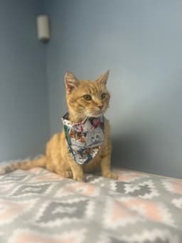 Nacho image 2