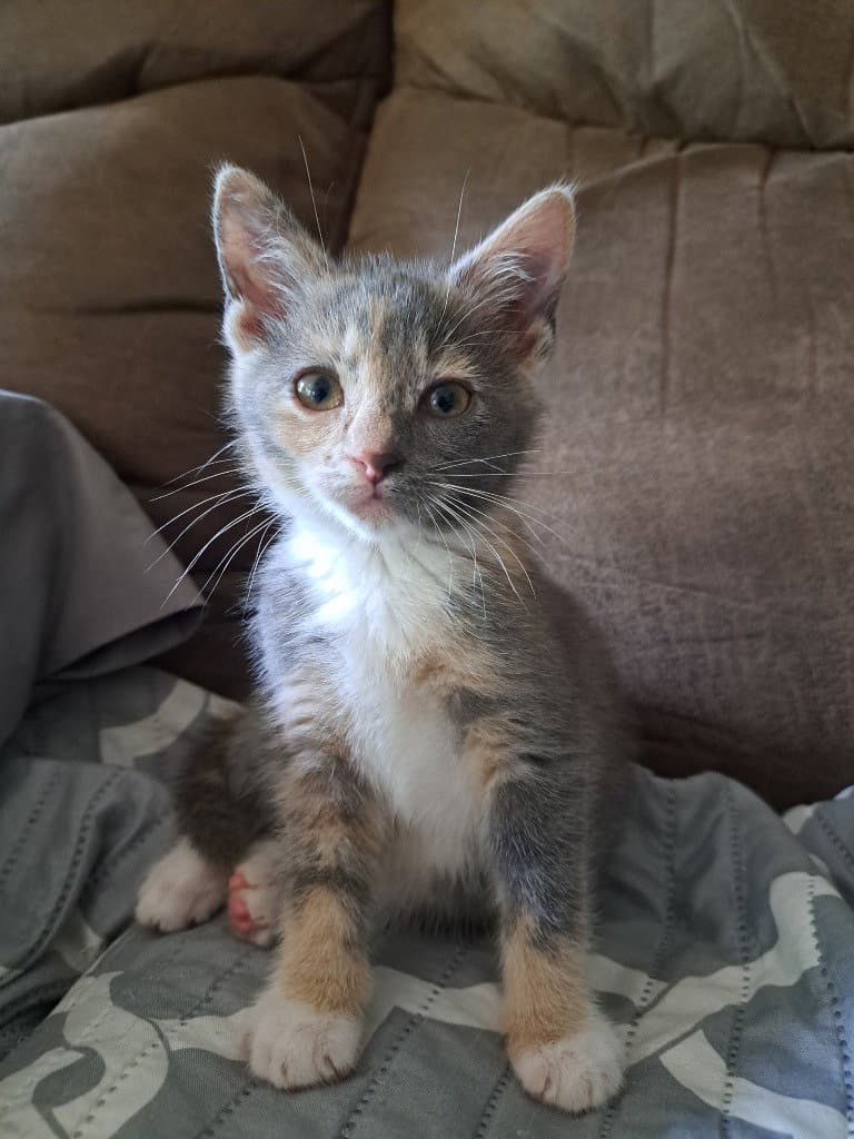 Bumblebee - Domestic Short Hair