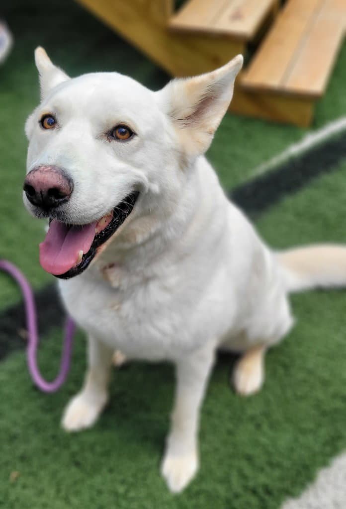 Aki - German Shepherd Dog