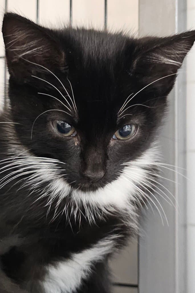 Fallon - Domestic Short Hair