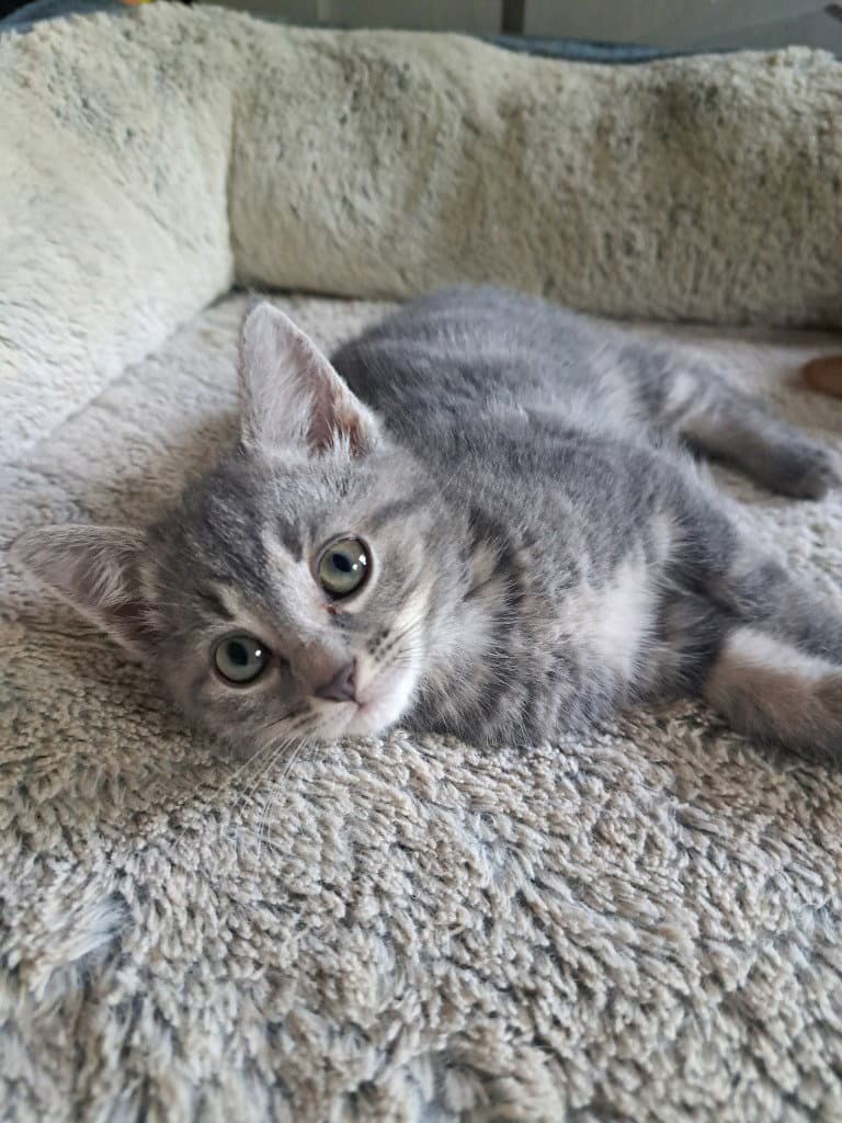 Moth - Domestic Short Hair