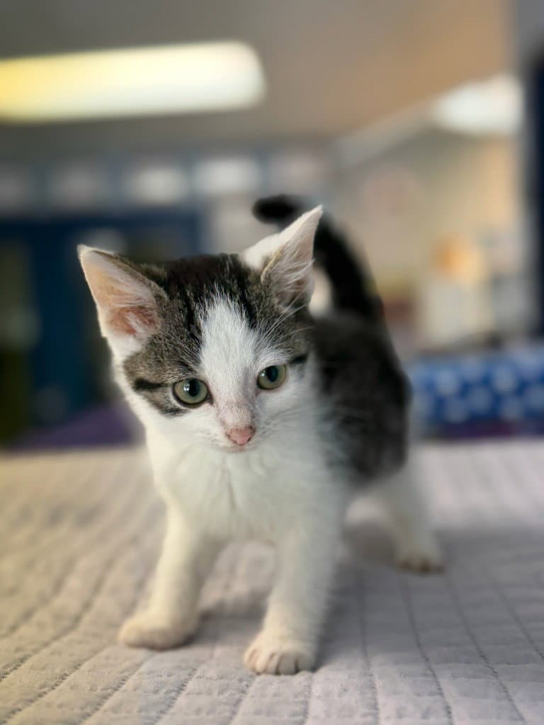 Katydid - Domestic Short Hair
