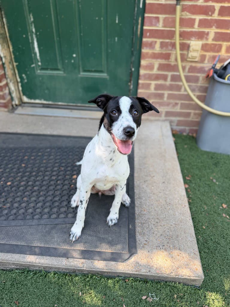 Lulu - Jack Russell Terrier
