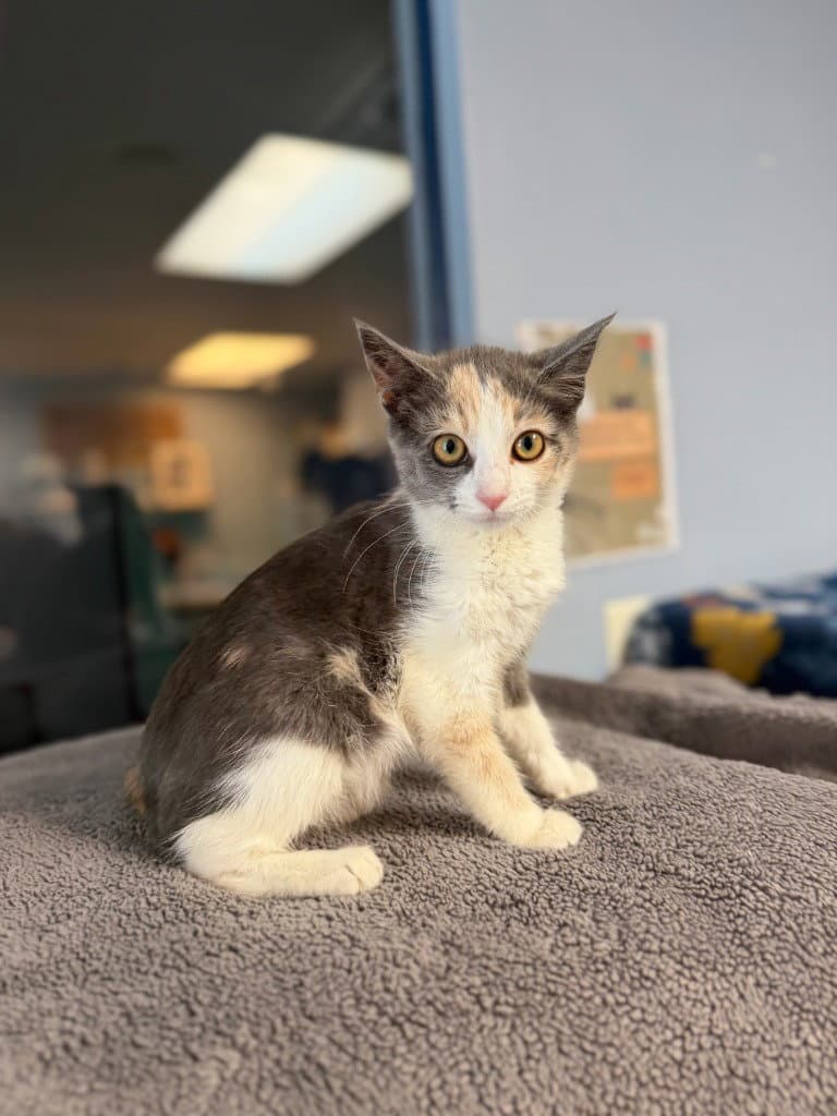 Natalie - Calico