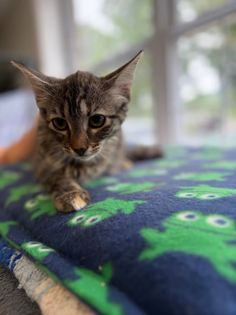 Rowan - Domestic Short Hair