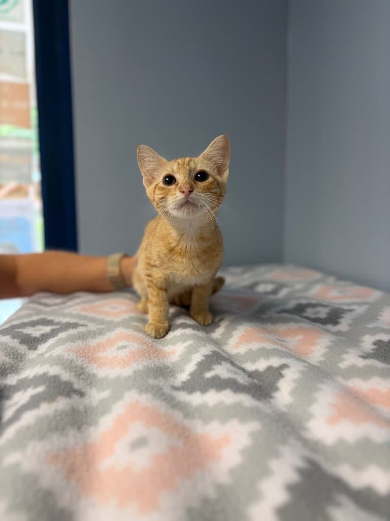 River - Domestic Short Hair