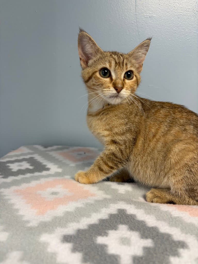 Relic - Domestic Short Hair