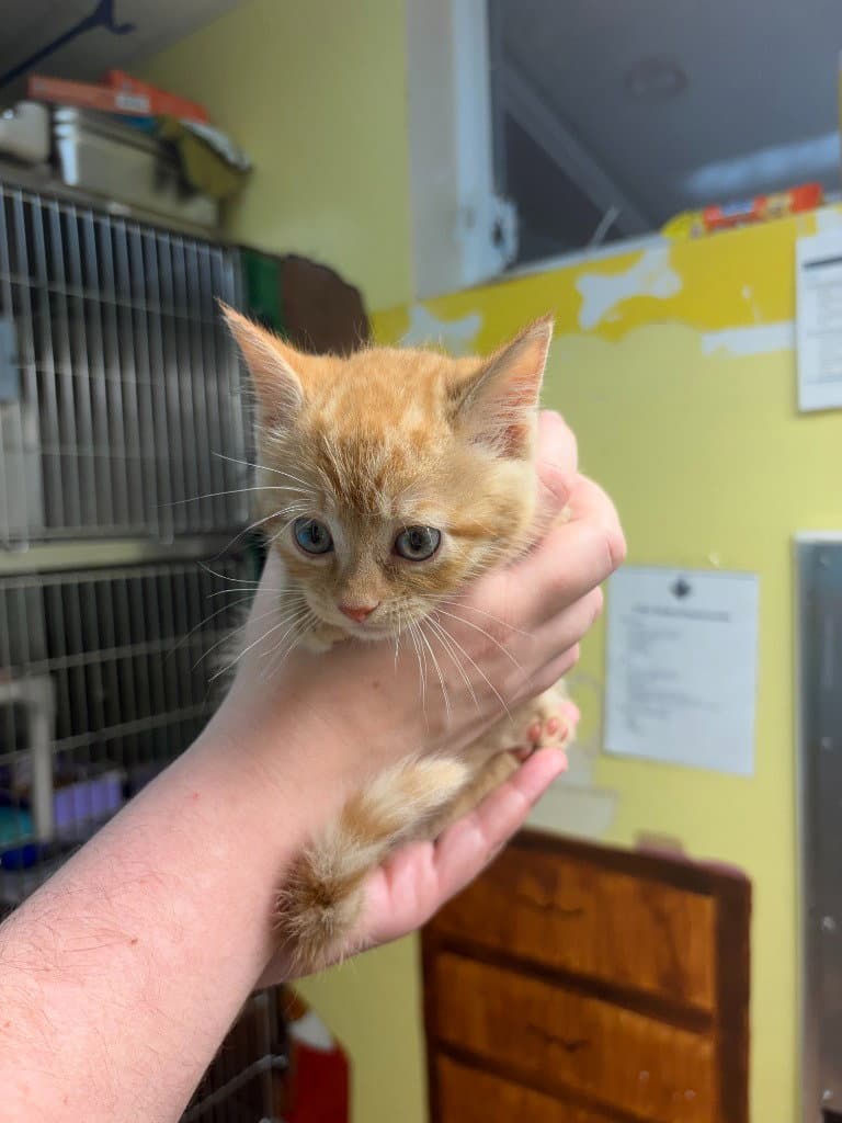 Theodosia - Domestic Short Hair
