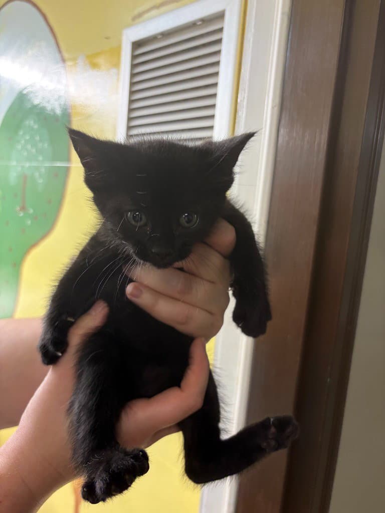 Todd - Domestic Short Hair