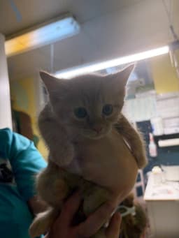 Theodore image 1