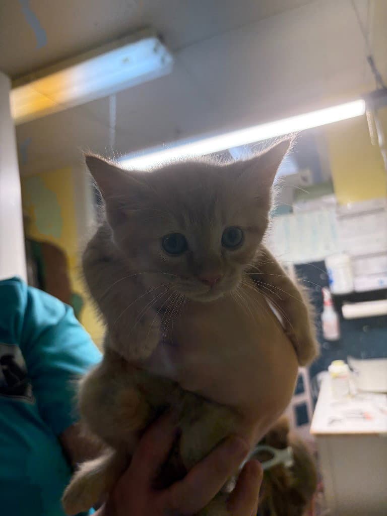 Theodore - Domestic Short Hair