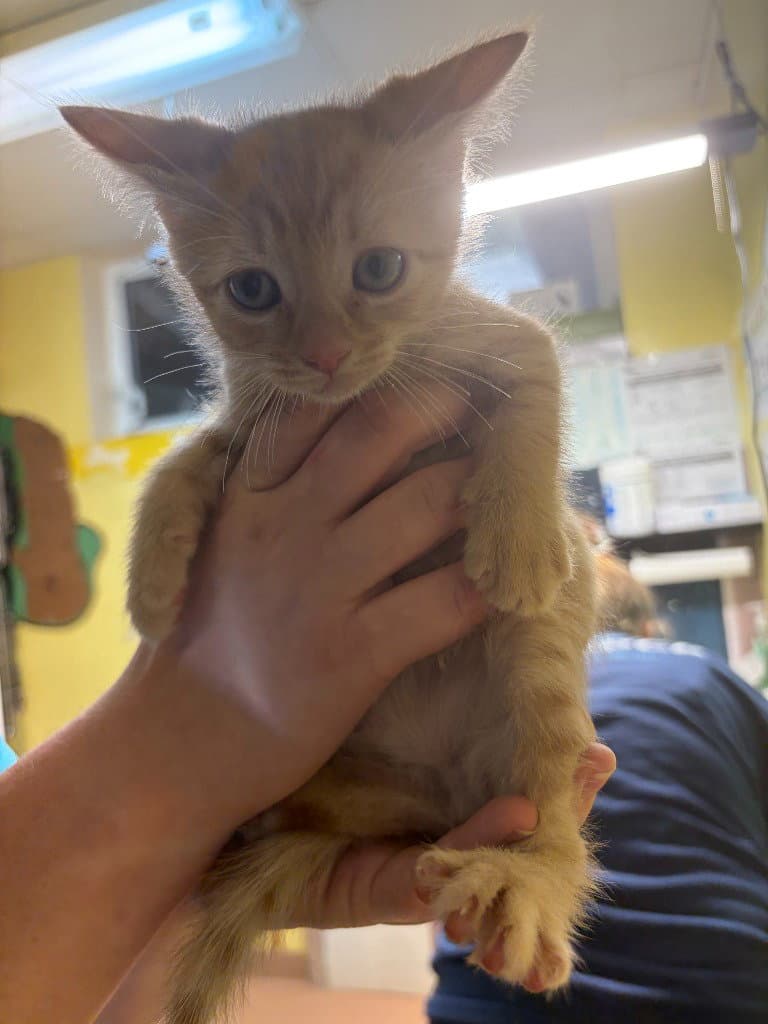 Toby - Domestic Short Hair