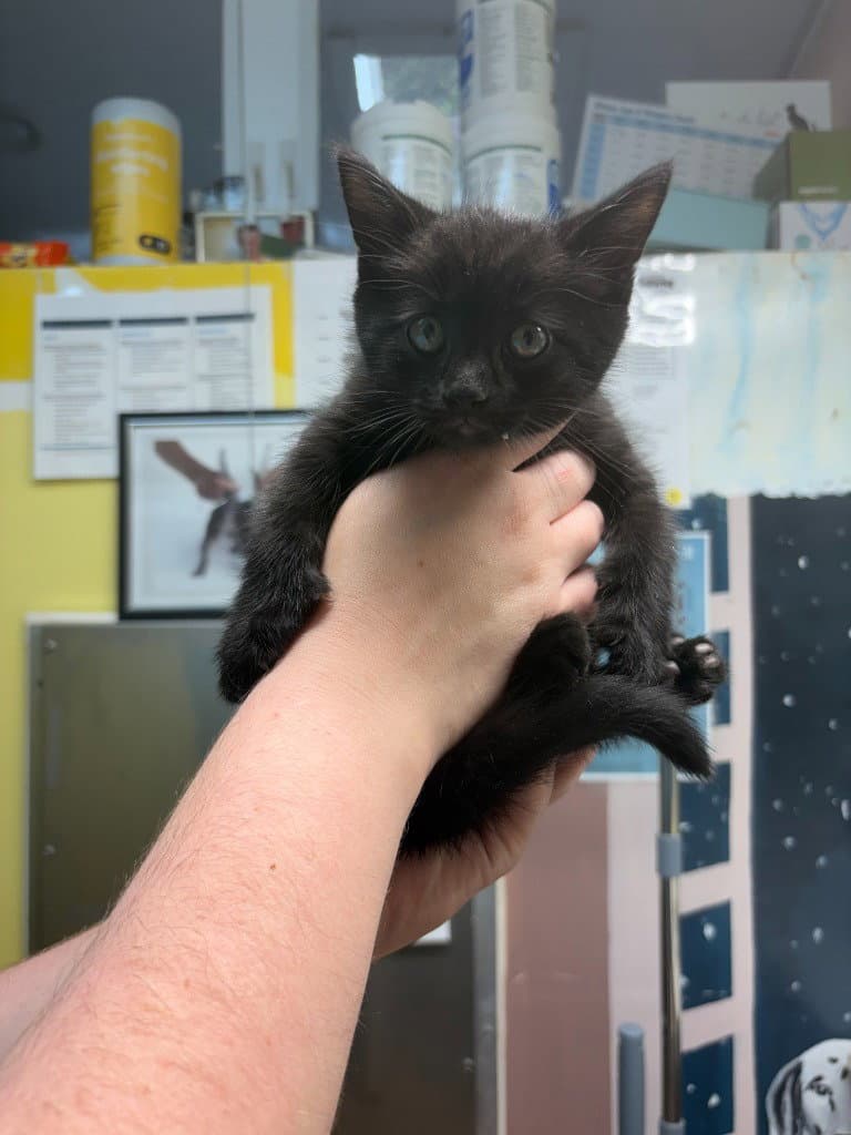Tucker - Domestic Short Hair