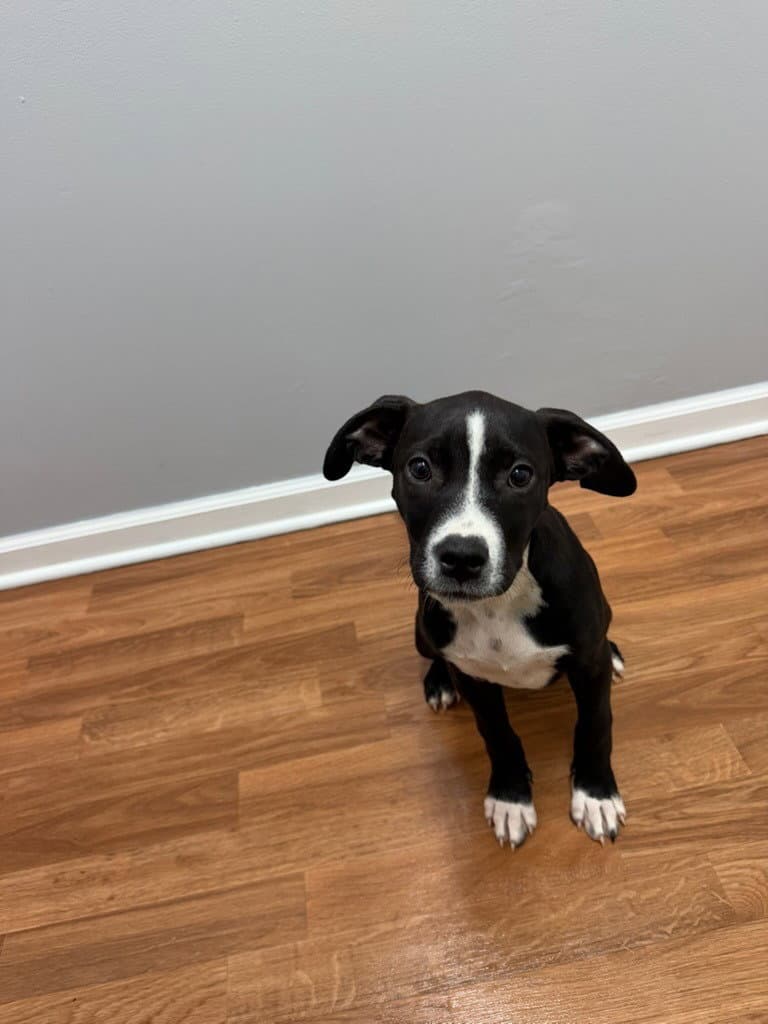 Astrid - Pit Bull Terrier