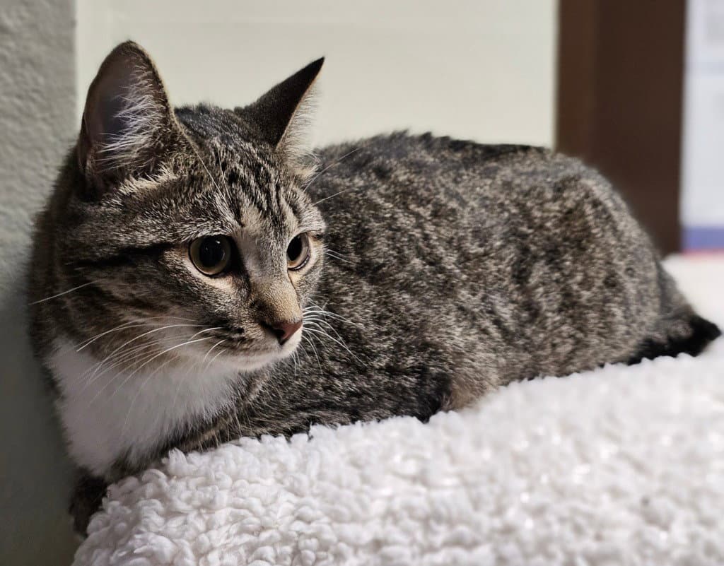Harper - Tabby