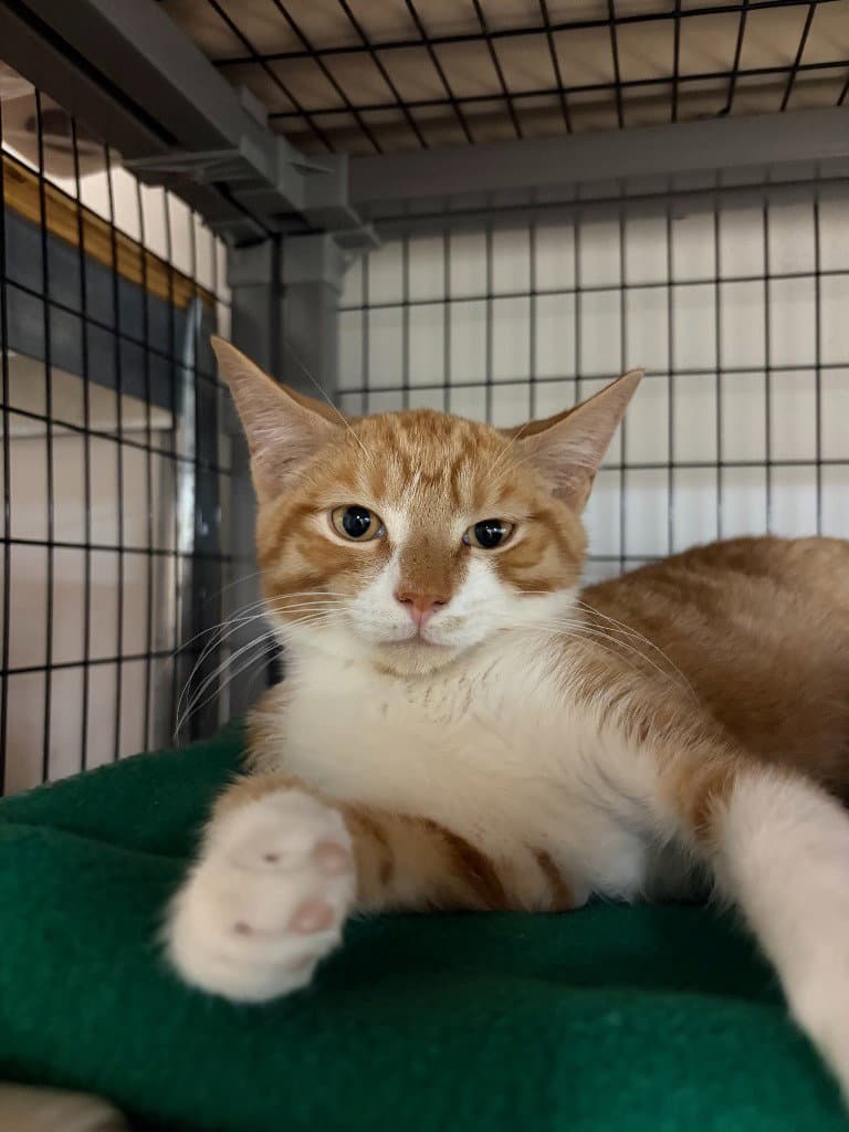 Taz - Domestic Short Hair